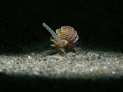 Threeline Mudsnail on the move Pastel by Brian Weber