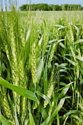 Thriving Wheat Fields Photograph by Travel Essayist