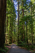 Through the Giants Photograph by Matt Halvorson