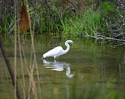 Through The Reeds Photograph by Steven Nelson