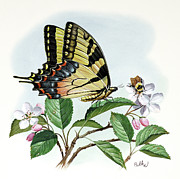 Tiger Swallowtail Butterfly Painting by Don Balke