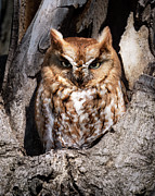 Tiny But Mighty Photograph by James Overesch