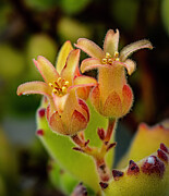 Tiny Cactus Blooms Photograph by William Gunn