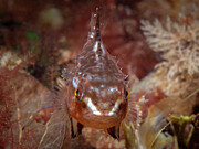 Tiny lumpfish looking tough Photograph by Brian Weber