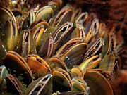 Tiny mussel colony Photograph by Brian Weber