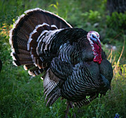 Wild Tom Turkey in Full Strut Photograph by Ron Long Ltd Photography