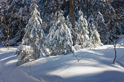 Trailside Light Photograph by Jeff Sinon
