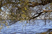 Tranquil Waters Serenity Beneath Swaying Branches Photograph by Travel Essayist