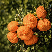 Tree Branch With Gold Nugget Mandarins Photograph by Elvira Peretsman