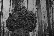 Missouri - Tree Burl Photograph by Robert Niemeier