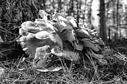 Tree Fungi Photograph by Steven Nelson