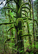 Tree Golden Ears Provincial Park British Columbia Canada Photograph by Tommy Farnsworth