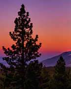 Tree Silhouette Against a Purple Sunset Photograph by Abigail Diane Photography