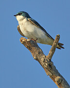 Tree Swallow on Perch Photograph by Joe Fisher