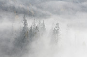 Trees in Fog 2 Photograph by Ursula Abresch