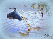 Tri-colored Heron Photograph by David McKinney