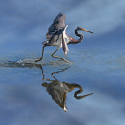 Tri-Heron-727B Photograph by Sally Fuller