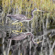 Tri Heron 942A Photograph by Sally Fuller