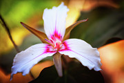 Trillium Glow Photograph by Jeff Sinon