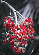 Tropical Nuts Photograph by Gian Smith