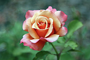 True Beauty Photograph by Gina Fitzhugh