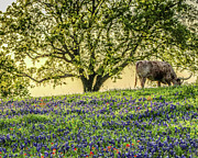 True to a Stereotype Photograph by KC Hulsman