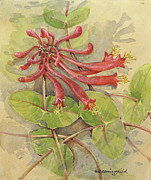 Trumpet Honeysuckle Painting by Gordon Beningfield