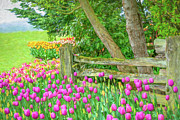 Tulip corner Digital Art by Chris Allmendinger