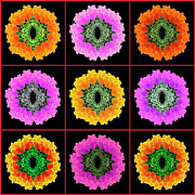 Tulip Mandala abstract Photograph by Sue Leonard