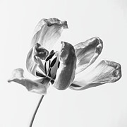 Tulip - The Hesitation of Falling Photograph by Dodie Ross
