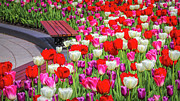 Tulip Therapy Photograph by Elvira Peretsman