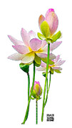 Tulipan Mixed Media by Rafael Salazar