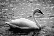 Tundra Swan Photograph by Mark Triplett