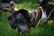 Turkey Half Strut Photograph by Ron Long Ltd Photography