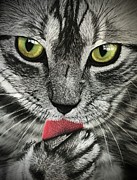 Tweety Who? Pastel by Marlene Little