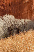 Twig and Stone 2 Photograph by Craig A Walker
