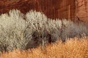 Twig and Stone Photograph by Craig A Walker