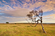 Twisted tree, Peak district, England Photograph by Neale And Judith Clark