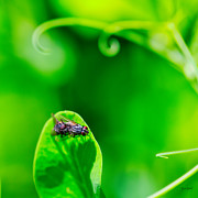 Two flies caught in the act Photograph by Bruce Block