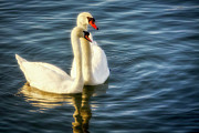 Two Floating Swans Photograph by Tatiana Travelways