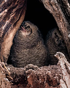 Two Of A Kind Photograph by James Overesch