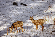 Two Young Deer in Snow Photograph by Robert Niemeier