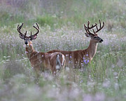 Two's Company Photograph by James Overesch