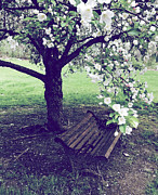 Under The Crab Apple Tree Photograph by Onedayoneimage Photography