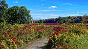 Uw Arboretum Prairie, Madison, WI Photograph by Steven Ralser