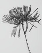 Veil of Petals Photograph by Dodie Ross