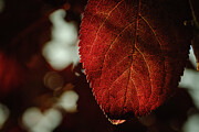 Veins of the Season Photograph by Dodie Ross