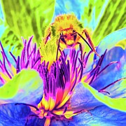 Vibrant Bee Gathering Nectar Photograph by Bruce Block