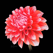 Vibrant digitally painted Dahlia on Black Background Photograph by Sue Leonard