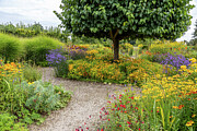 Vibrant Garden Photograph by Shirley Mitchell